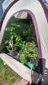 une tente porte ouvert avec plant de legume a l interieur